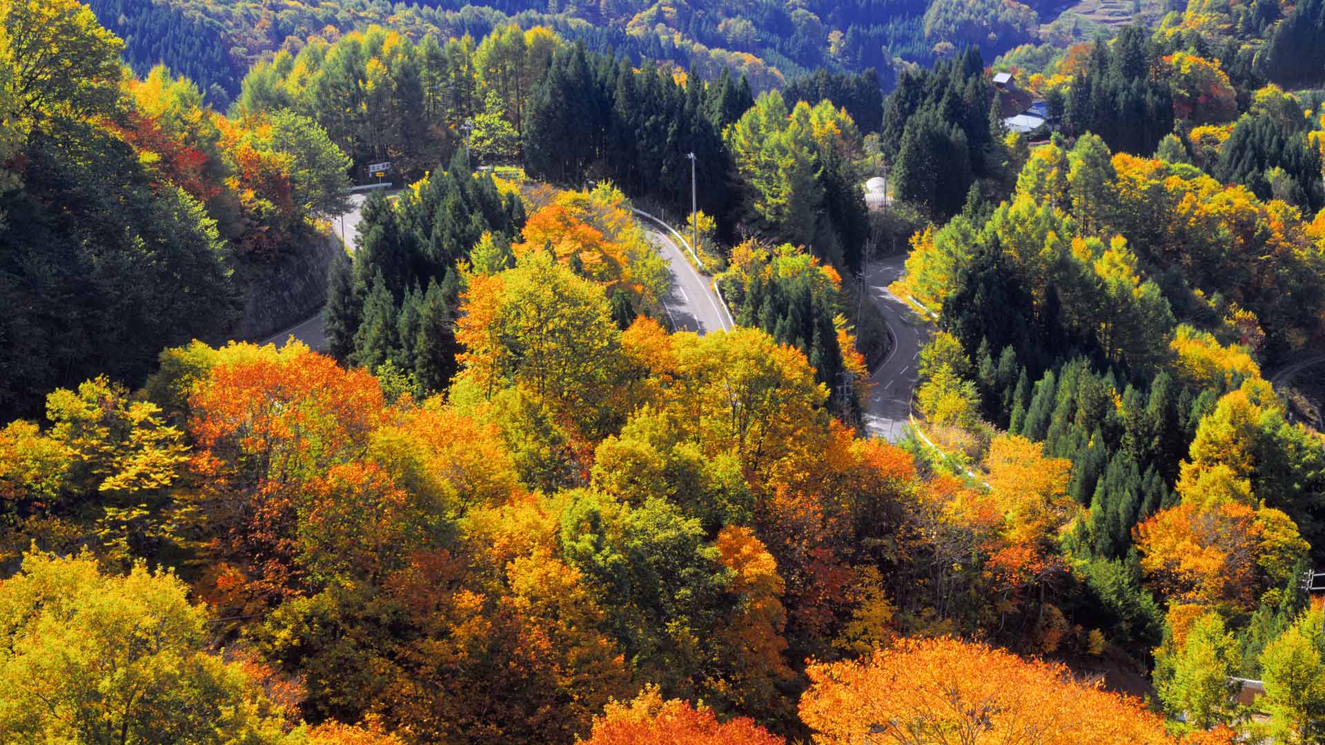 Nagano Forest