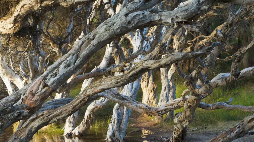 Norman Beach Myrtles