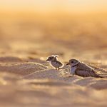 Piping Plover