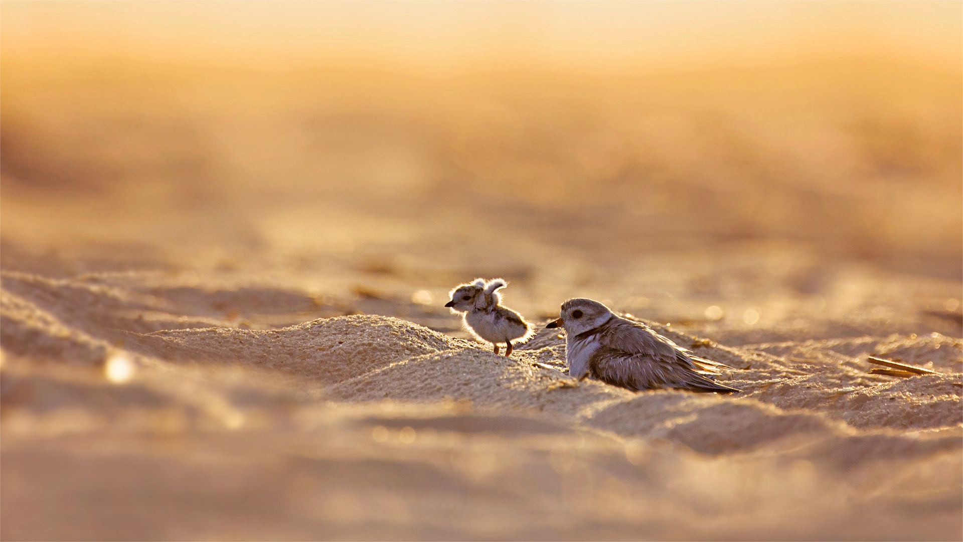 Piping Plover