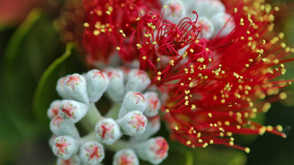 Pohutukawa Tree