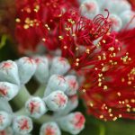 Pohutukawa Tree