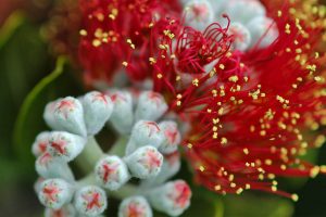 Pohutukawa Tree