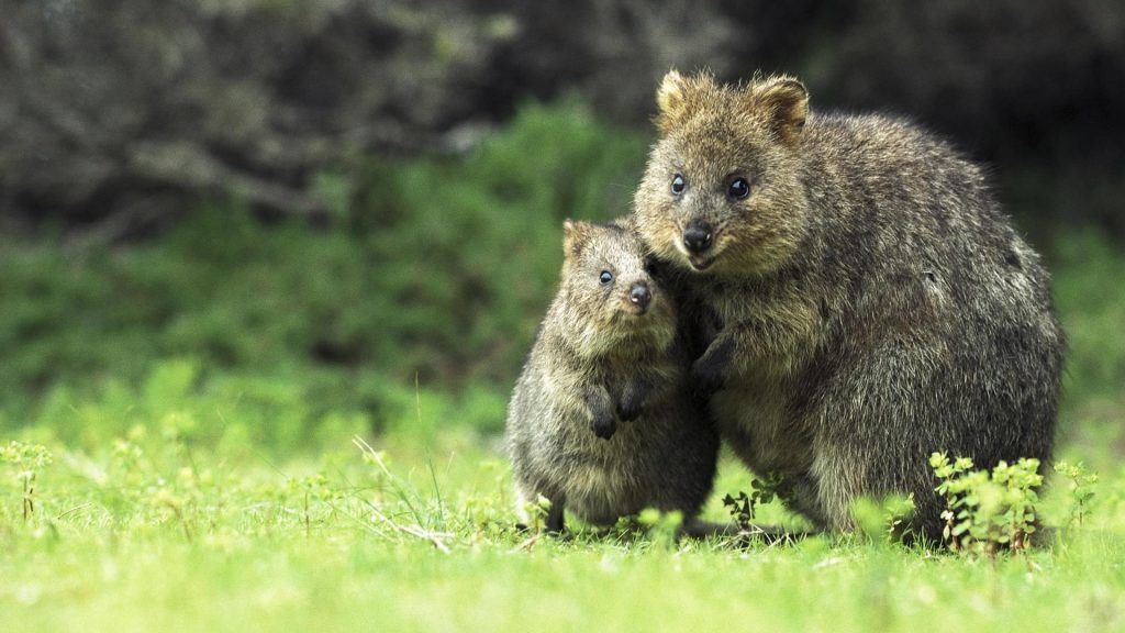 Quokka Mother Son