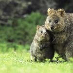 Quokka Mother Son