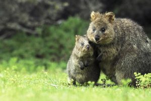 Quokka Mother Son