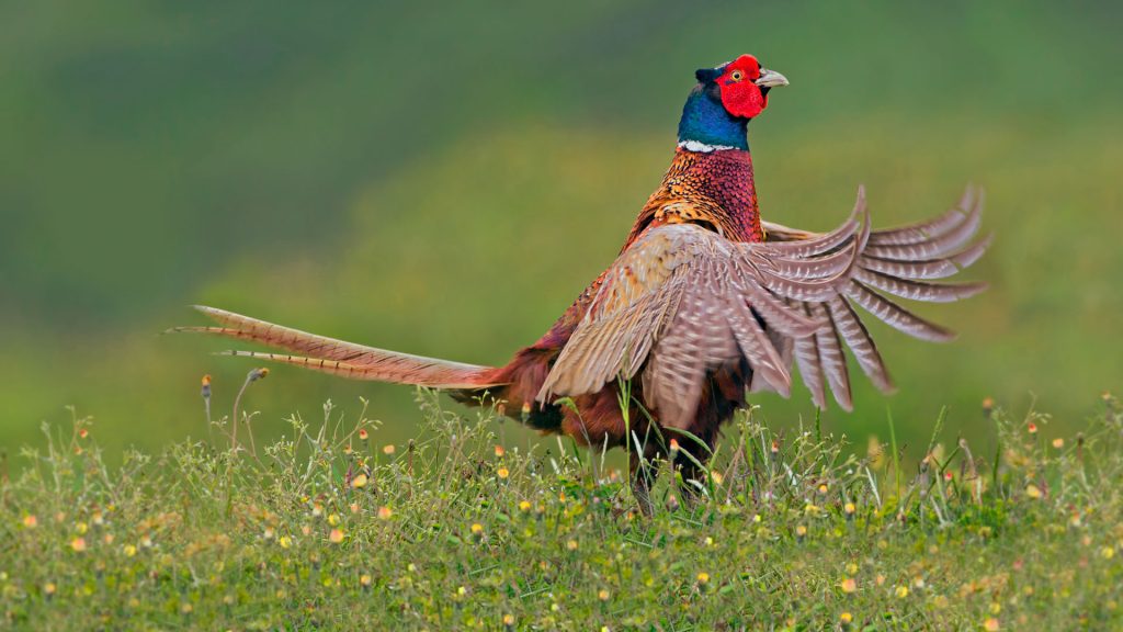 Ring Necked Pheasant