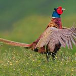 Ring Necked Pheasant