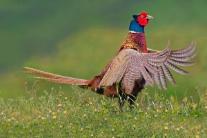 Ring Necked Pheasant