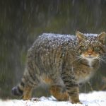 Scottish Wildcat