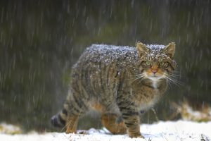 Scottish Wildcat