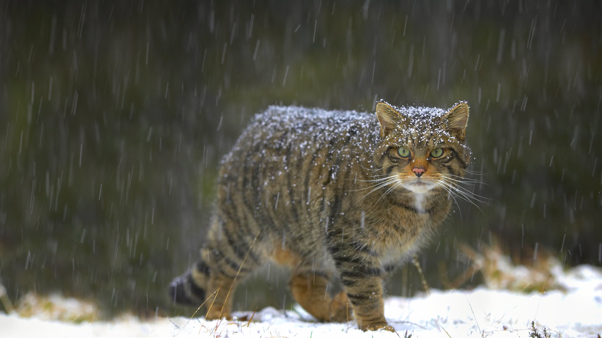 Scottish Wildcat