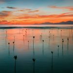 Seedling Mangroves