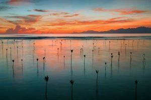 Seedling Mangroves