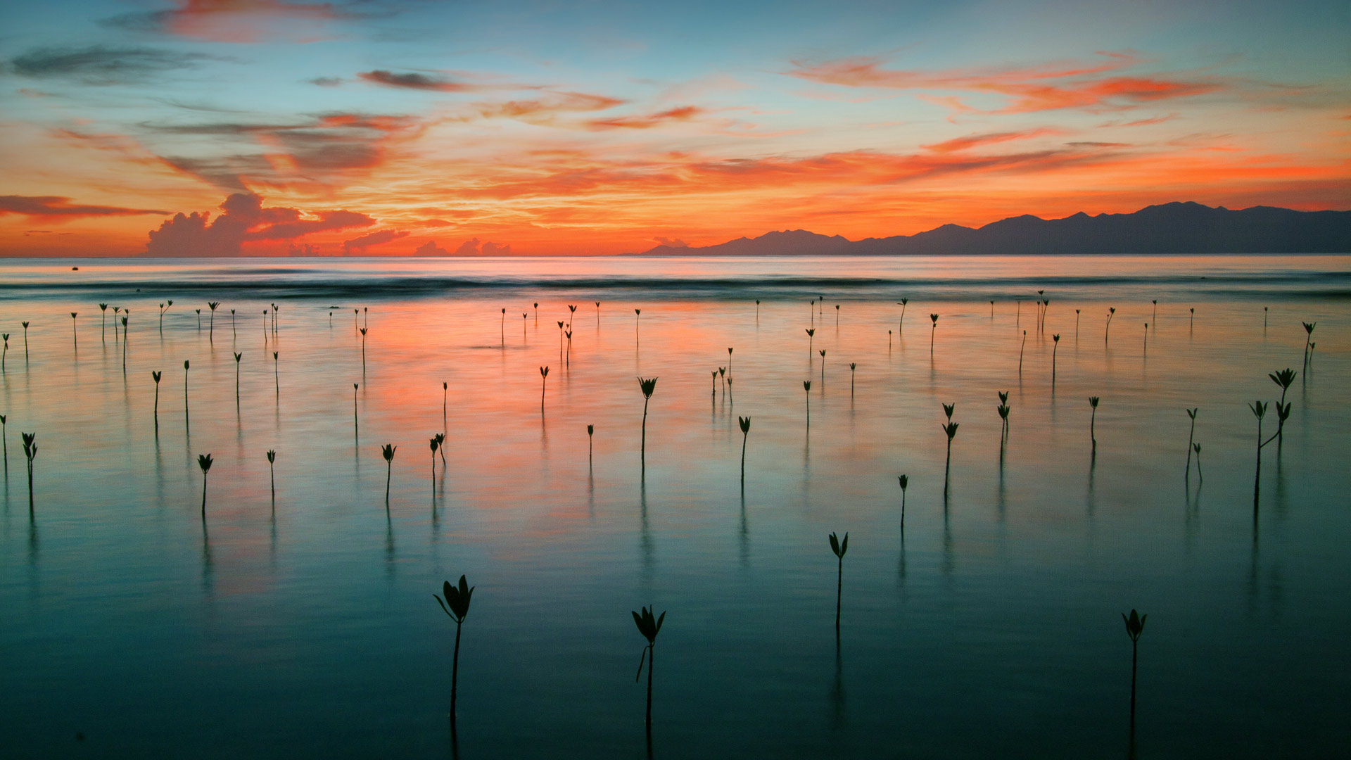 Seedling Mangroves