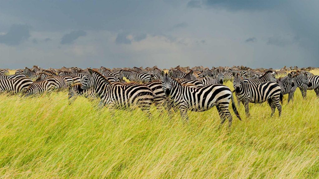 Serengeti Zebra