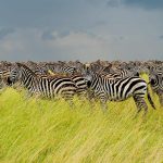 Serengeti Zebra