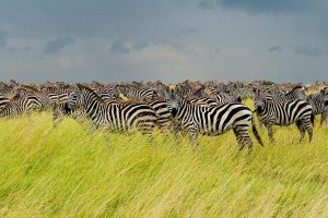 Serengeti Zebra