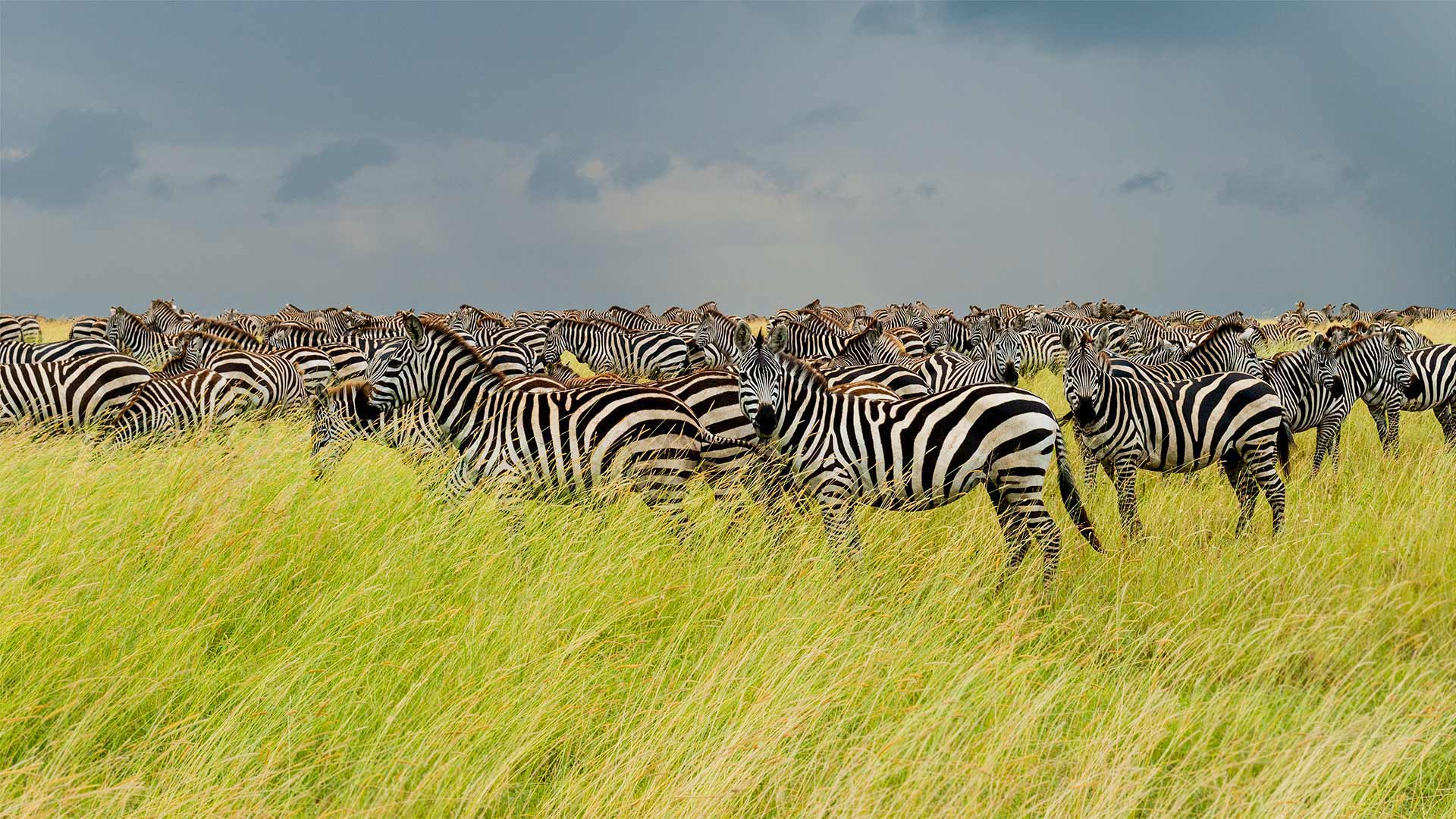 Serengeti Zebra