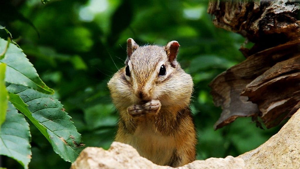 Siberian Chipmunk