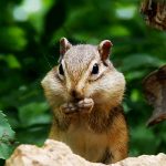 Siberian Chipmunk