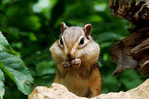 Siberian Chipmunk