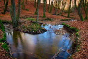 Sweden Forest