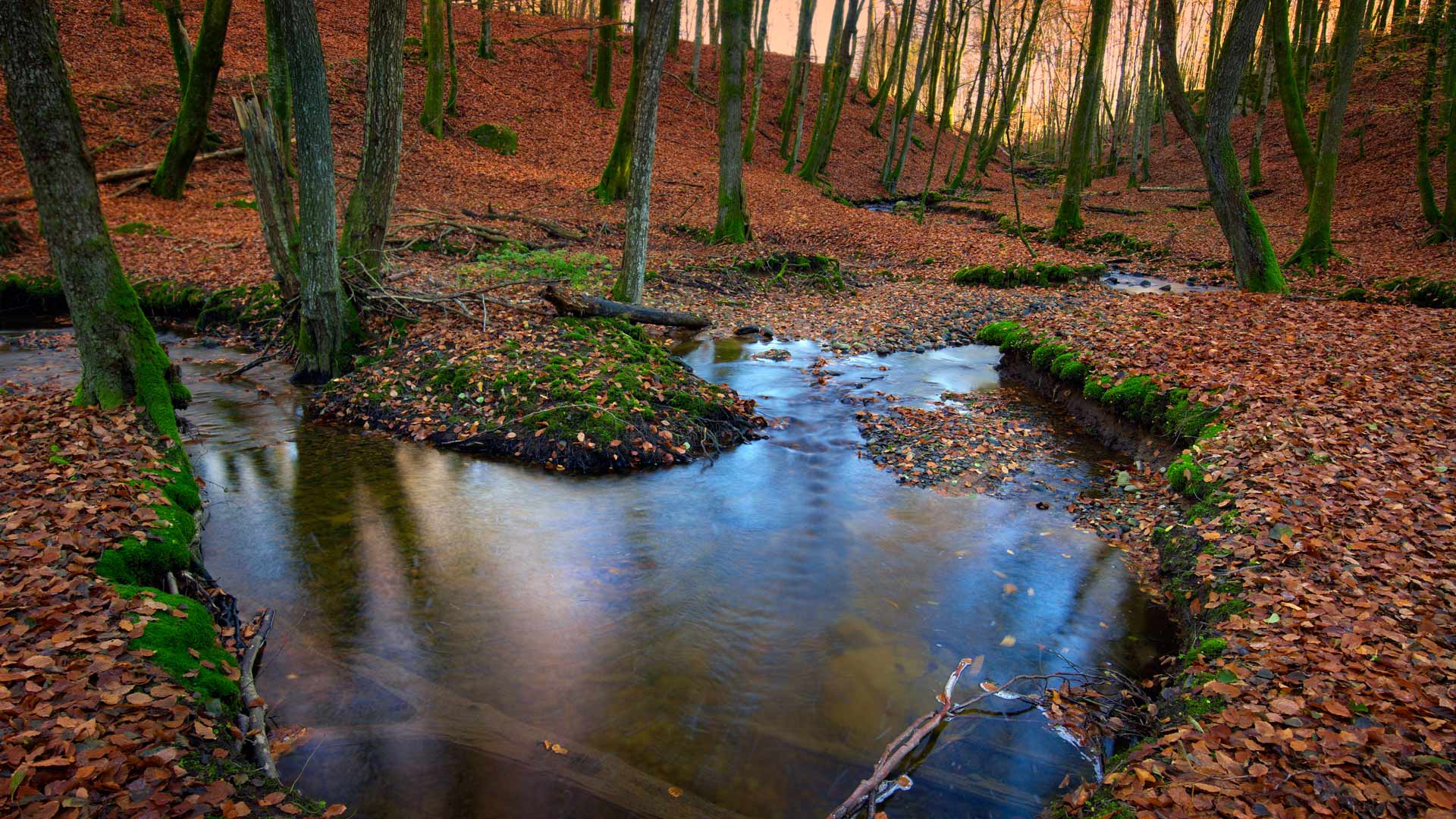 Sweden Forest