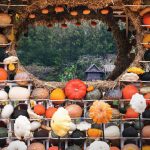 Thailand Pumpkins