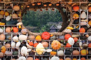 Thailand Pumpkins