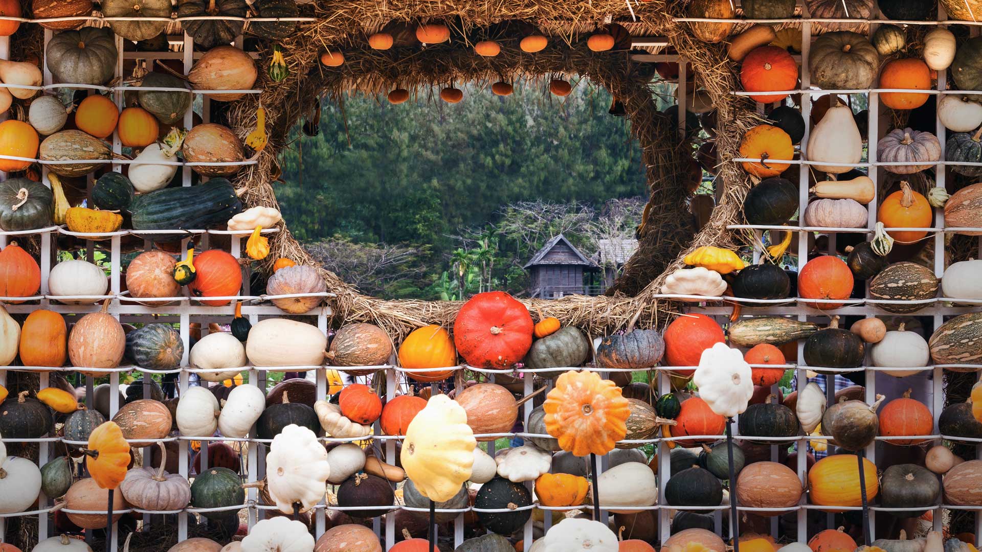 Thailand Pumpkins