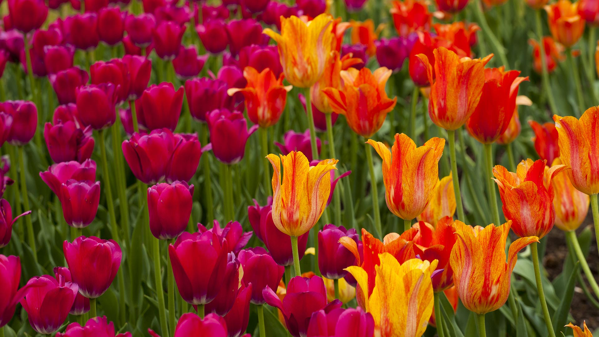 tulip wallpapers free download