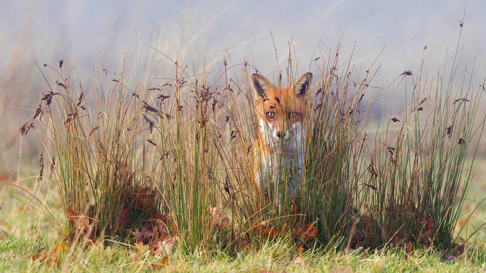 Vulpes Vulpes