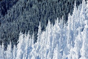 Whistler Trees