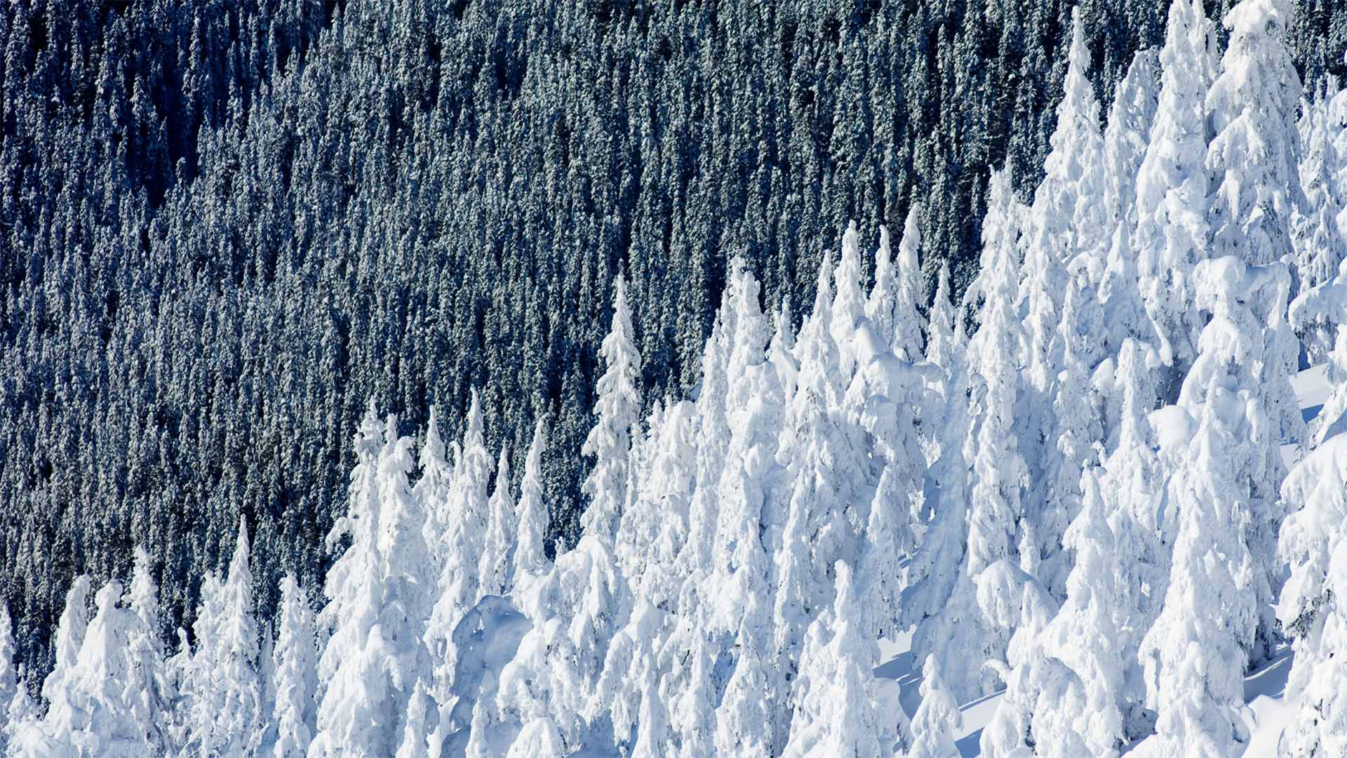 Whistler Trees