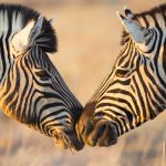 Zebras Greeting