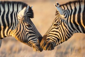 Zebras Greeting