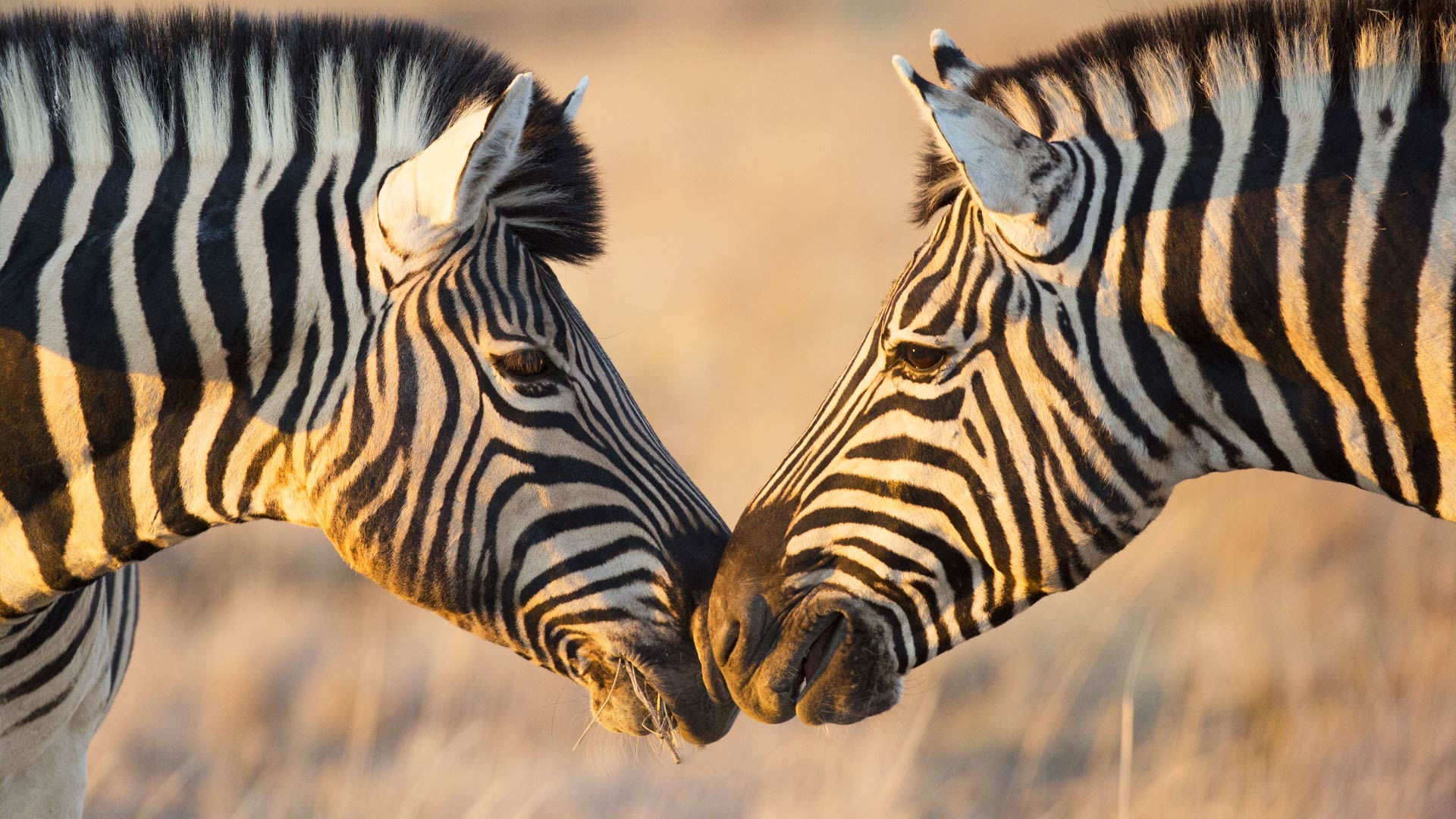 Zebras Greeting