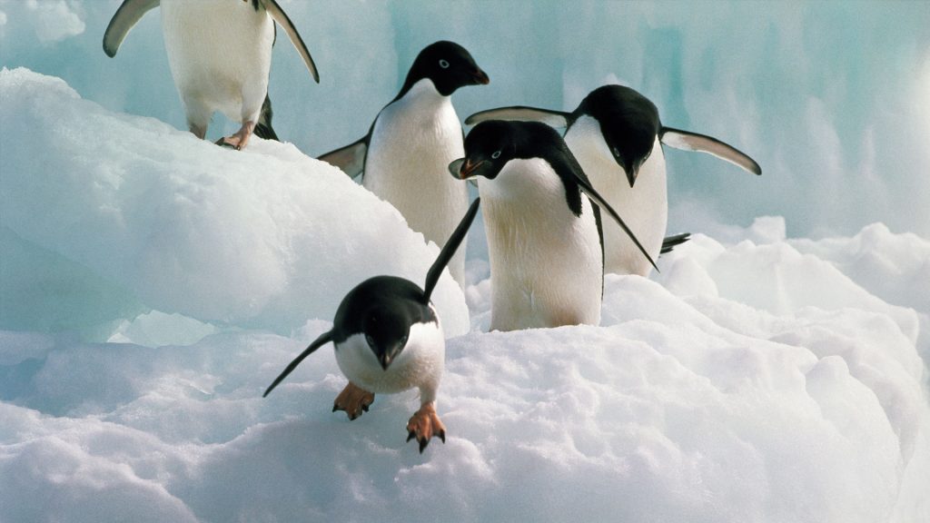 Adelie Penguins