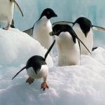 Adelie Penguins