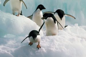 Adelie Penguins