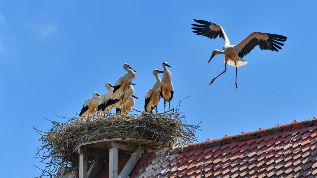 Aischgrund Storch