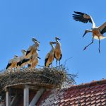 Aischgrund Storch