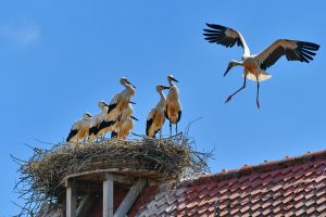 Aischgrund Storch