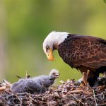 Alaska Eagle