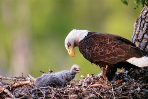 Alaska Eagle