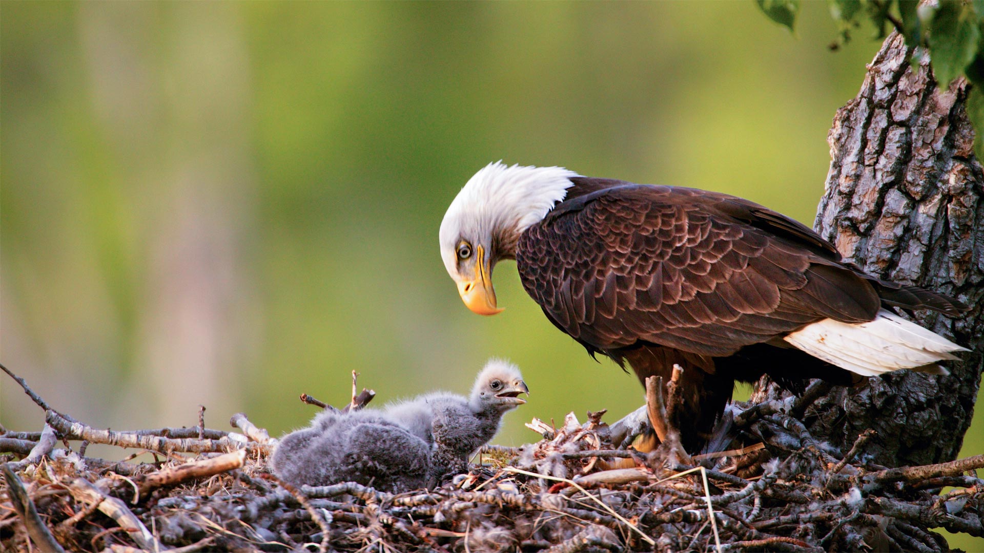 Alaska Eagle