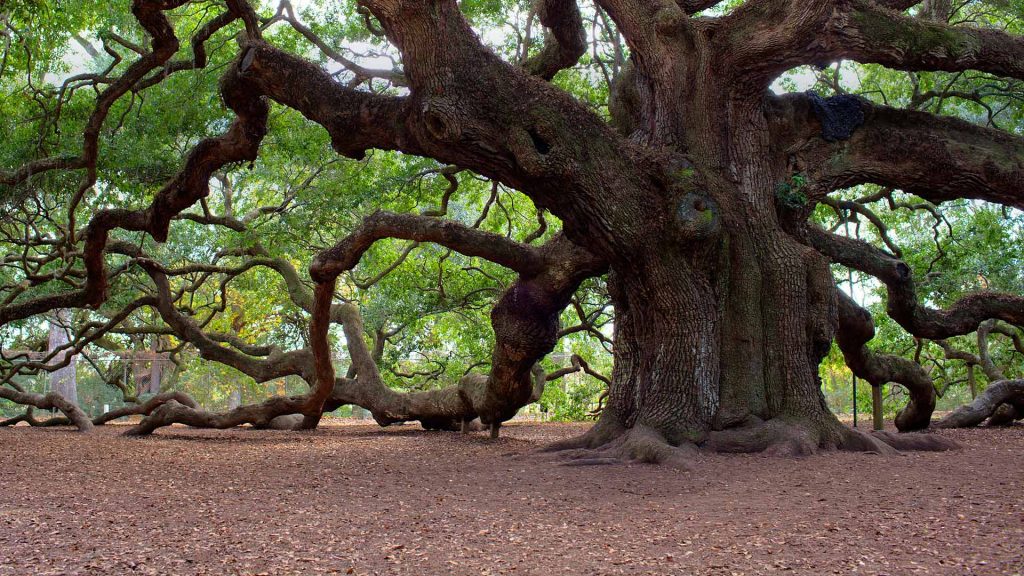 Angel Oak