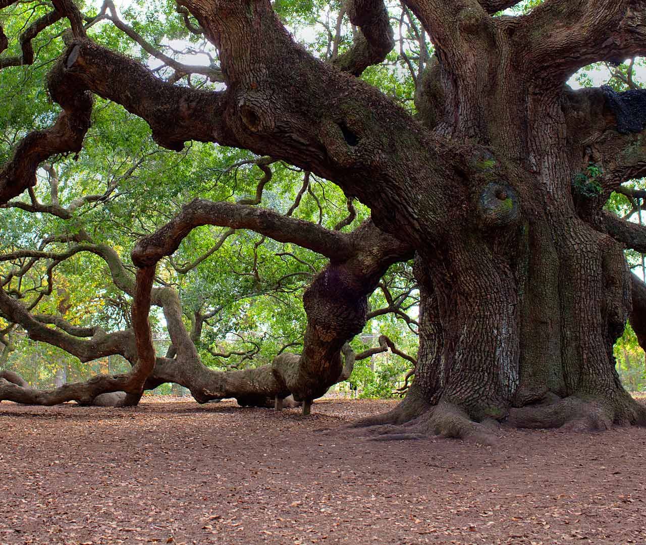Русский дуб дерево. Дуб ангела Чарльстон США. ЛИМУЗЕНСКИЙ дуб. Дуб парк Фредвилл, Нонингтон, Великобритания.