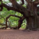 Angel Oak